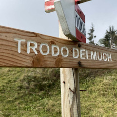 trodo-IMG_8618